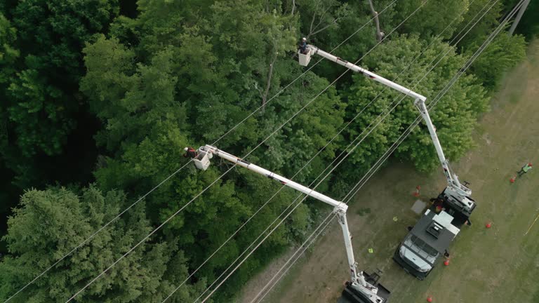 How Our Tree Care Process Works  in  Fowlkes, TN