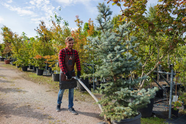 Trusted Fowlkes, TN  Tree Services Experts